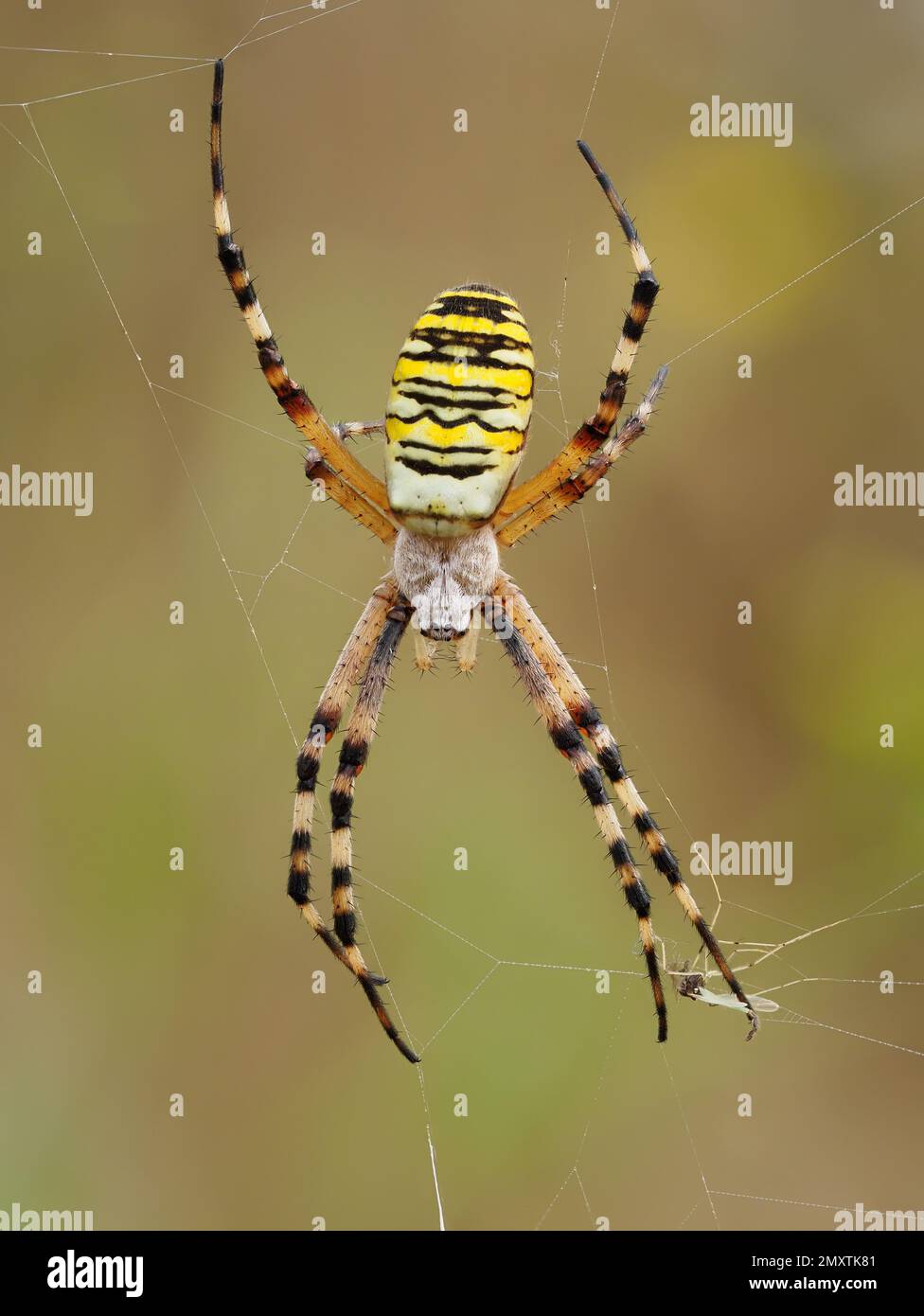 An adult female wasp spider positioned above the hub of her web. Stock Photo