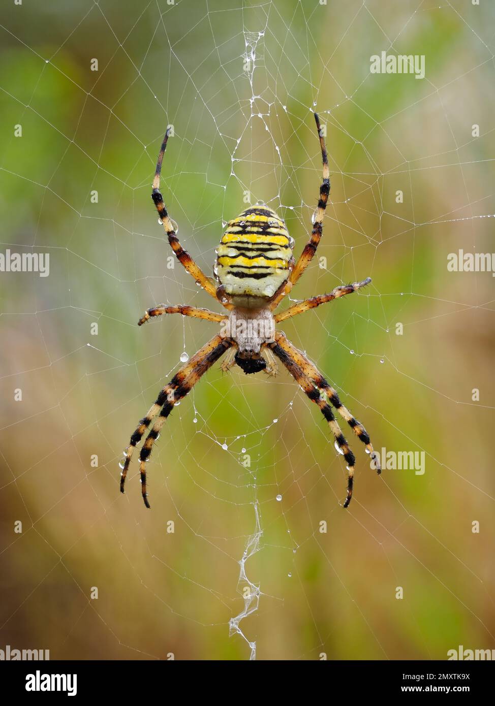 An adult female wasp spider on her web with the stabilimentum visible. Stock Photo