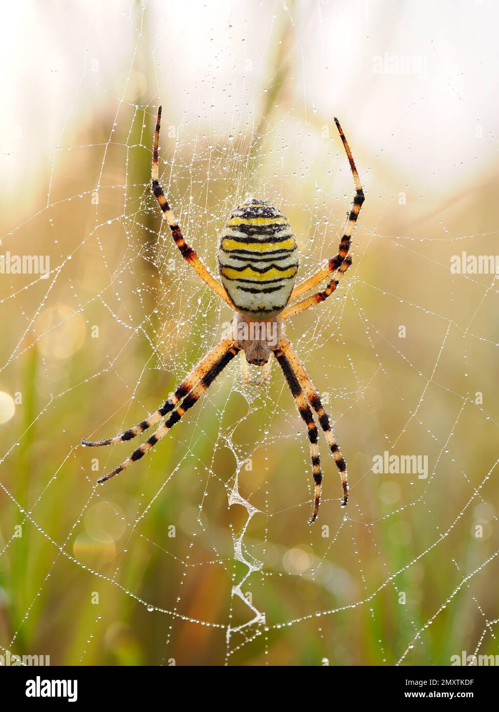 An adult female wasp spider on her web with the stabilimentum visible. Stock Photo