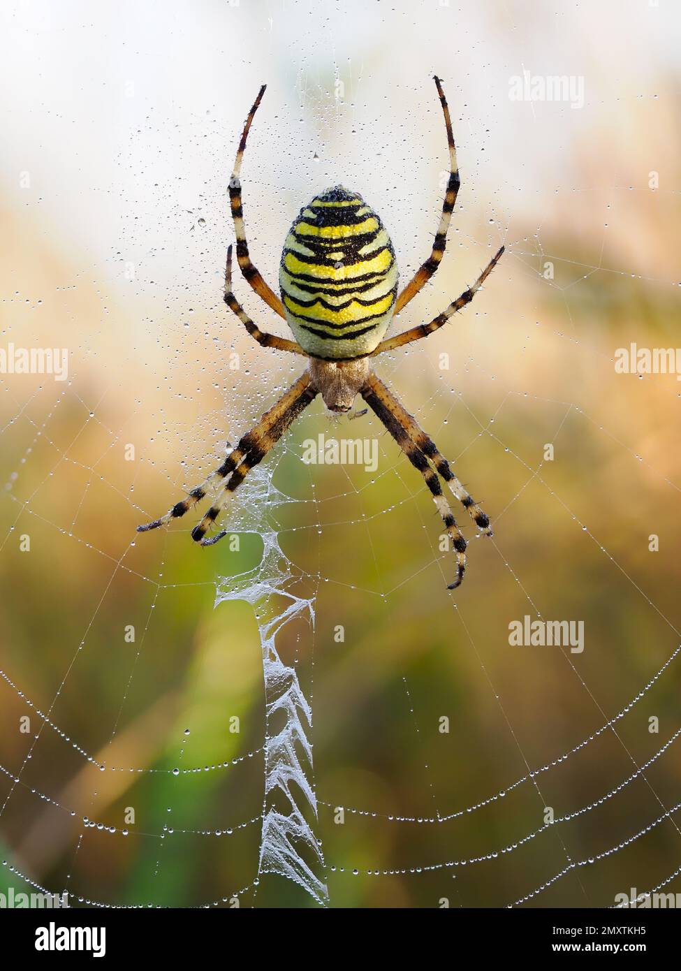 An adult female wasp spider on her web with the stabilimentum visible. Stock Photo