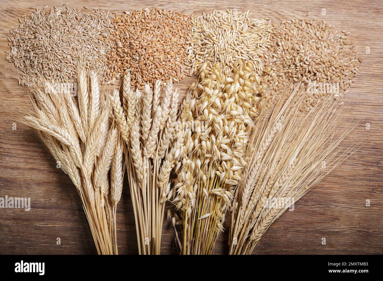 Wheat Barly Rye Ripe ears of cereals and grains. Wheat ears, rye, barley and oats on ...