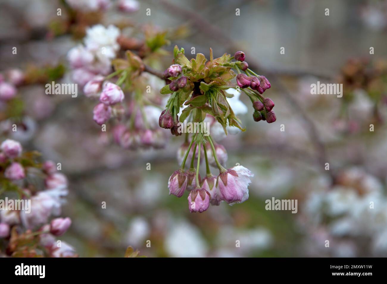 Cherry blossom in the churchyard at Sutton Mandeville in Wiltshire. Stock Photo
