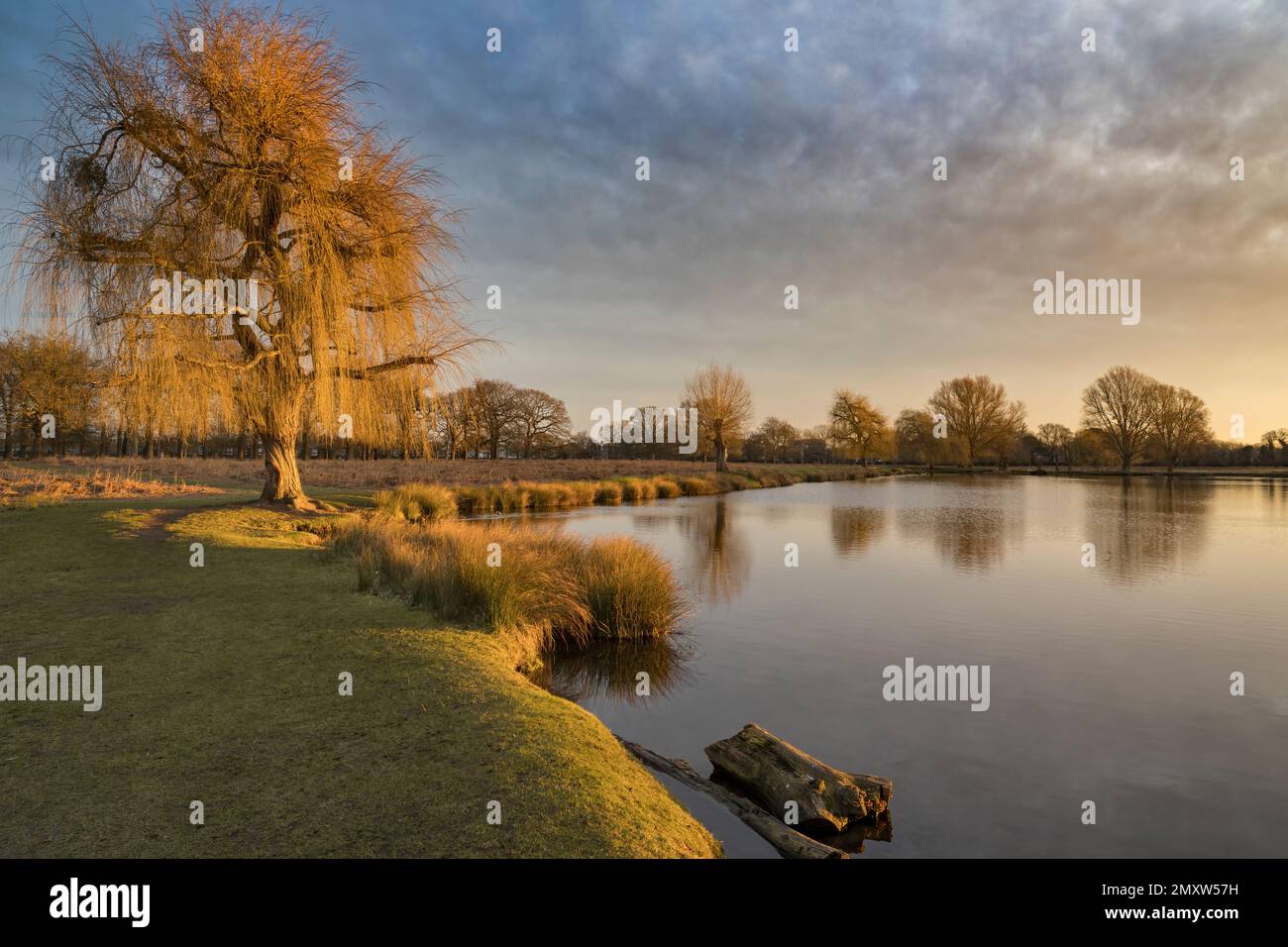 Winter sunrise golden light at Bushy Park ponds in Surrey England Stock