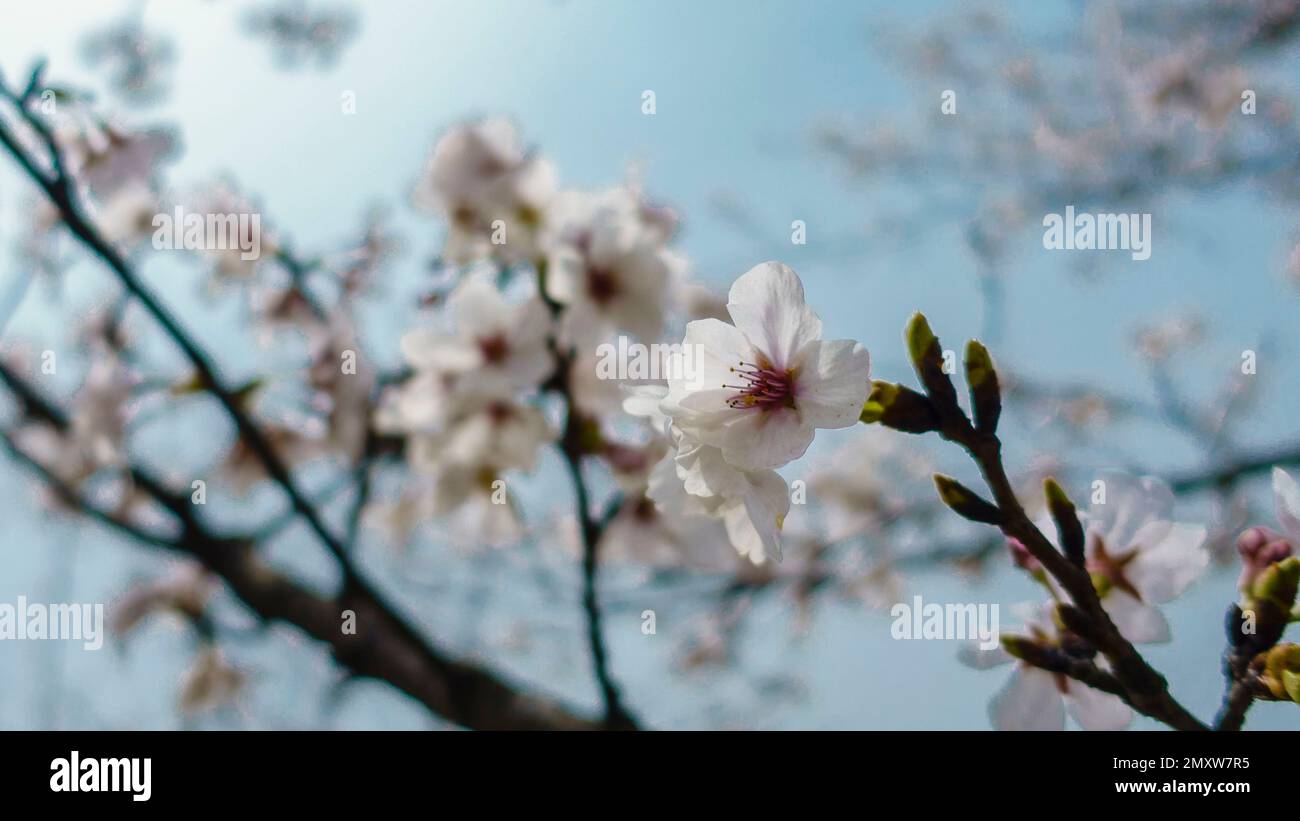 The cherry blossoms on a branch against blurred background Stock Photo ...