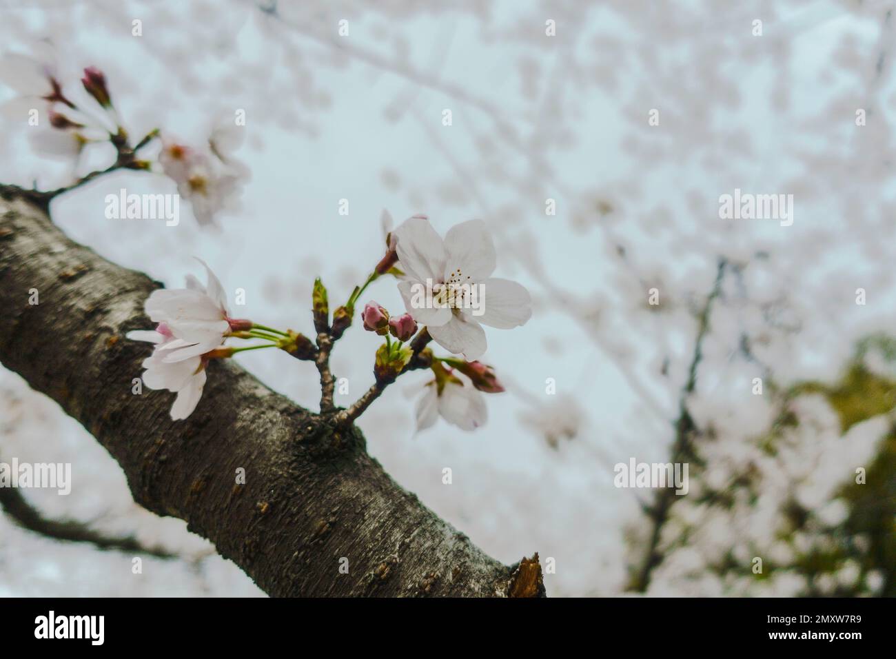 The cherry blossoms on a branch against blurred white background Stock ...