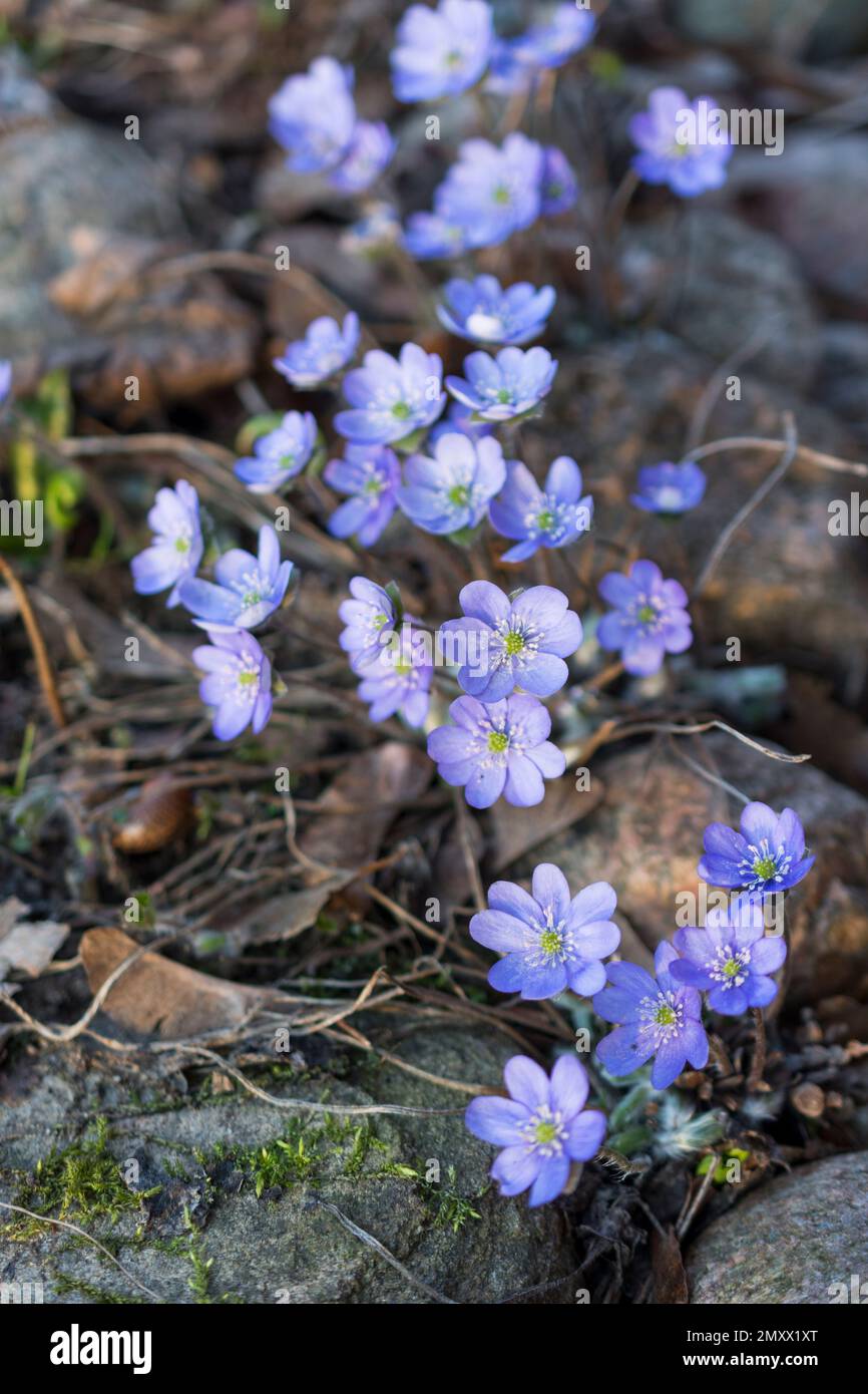 A selective focus of Hepatica transsilvanica blue flowers growing between stones Stock Photo