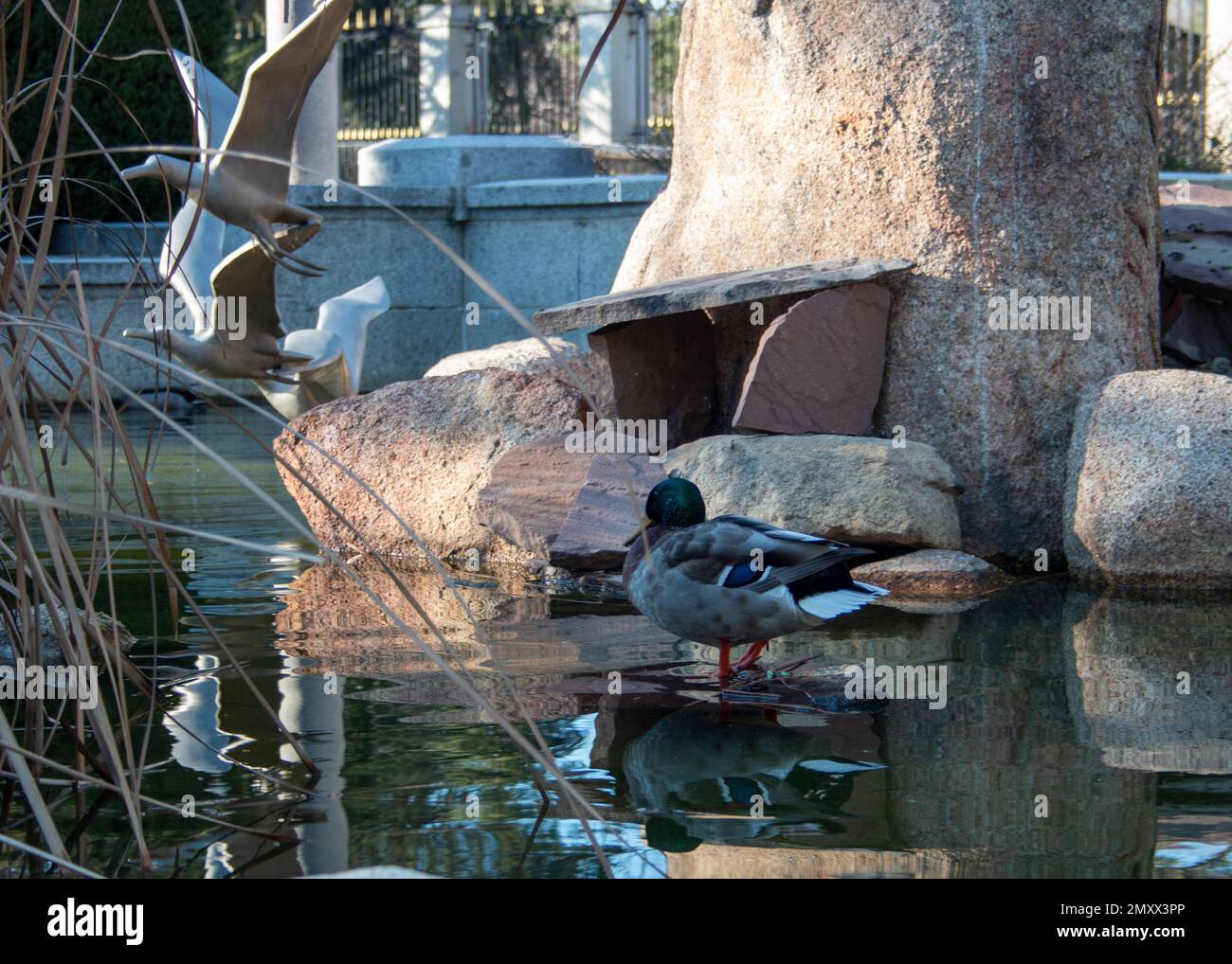 Duck Waving Duck in his pond, enjoying the water and his artificial environment ...