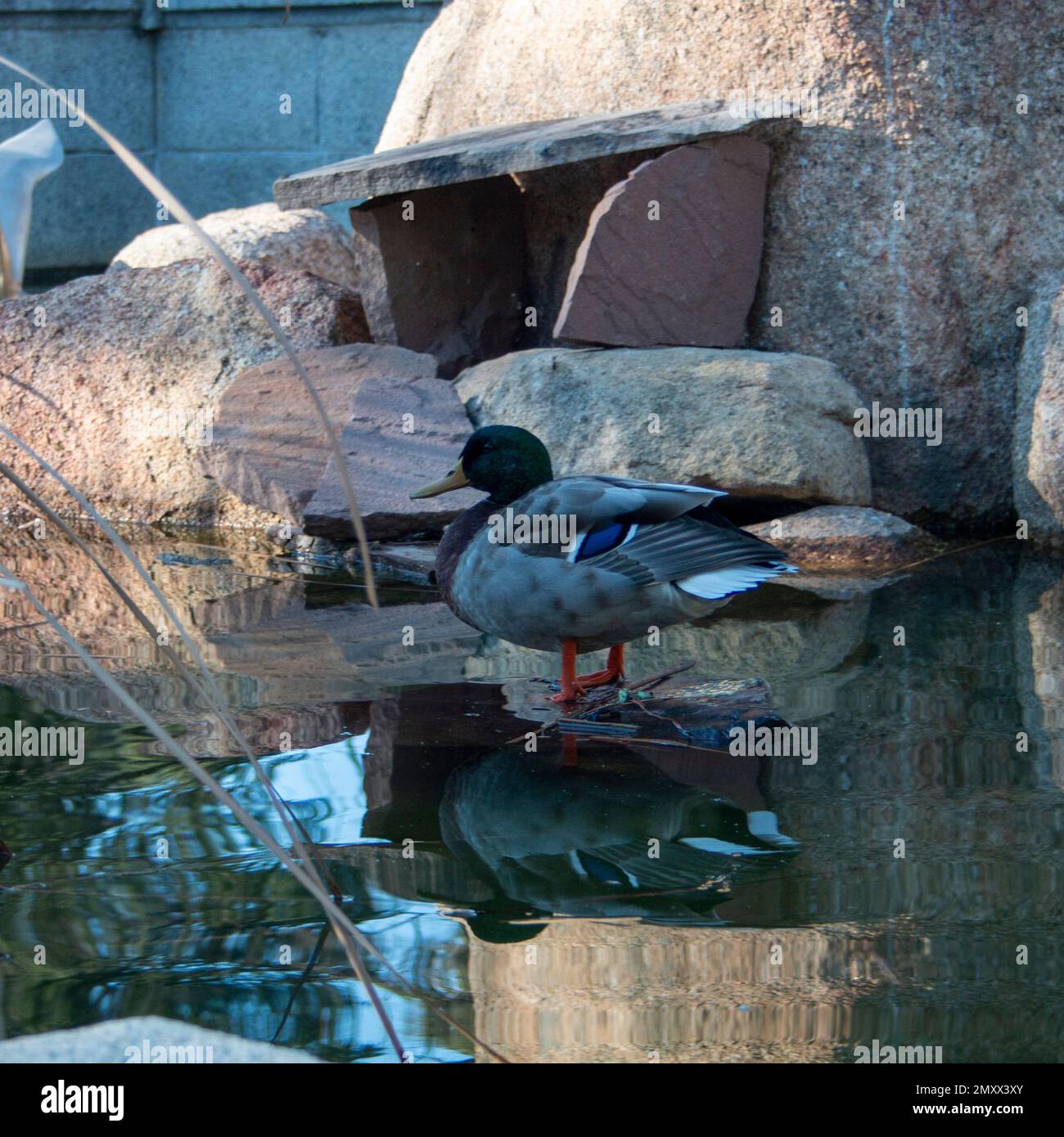 Duck in his pond, enjoying the water and his artificial environment