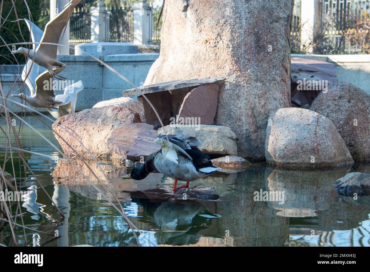 Duck in his pond, enjoying the water and his artificial environment