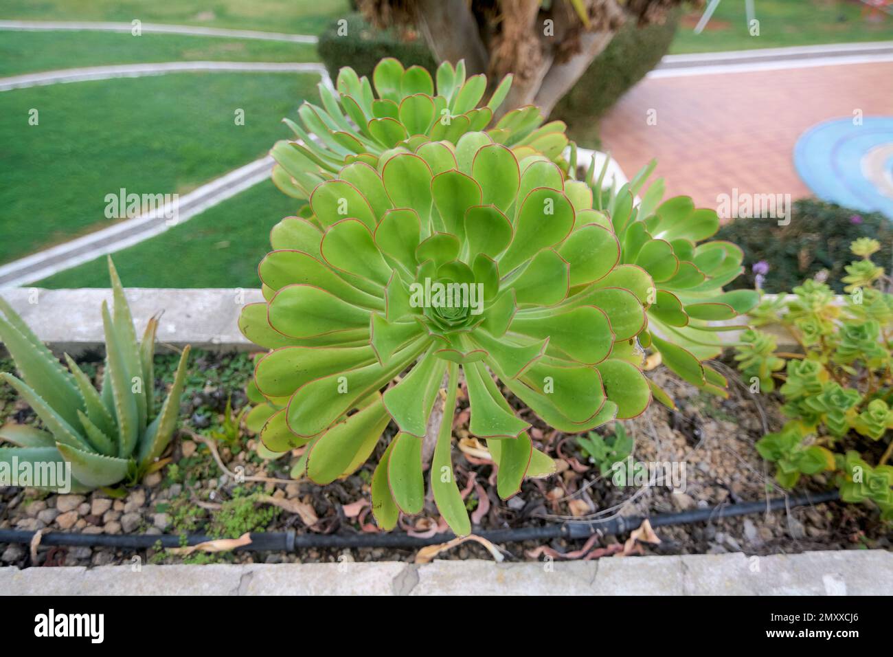 Close-up of Aeonium canariense growing in a container outdoors with two other plants Stock Photo