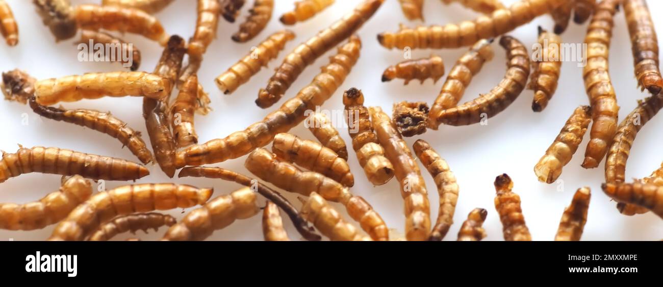 Mealworms approved as human food on white background Stock Photo Alamy