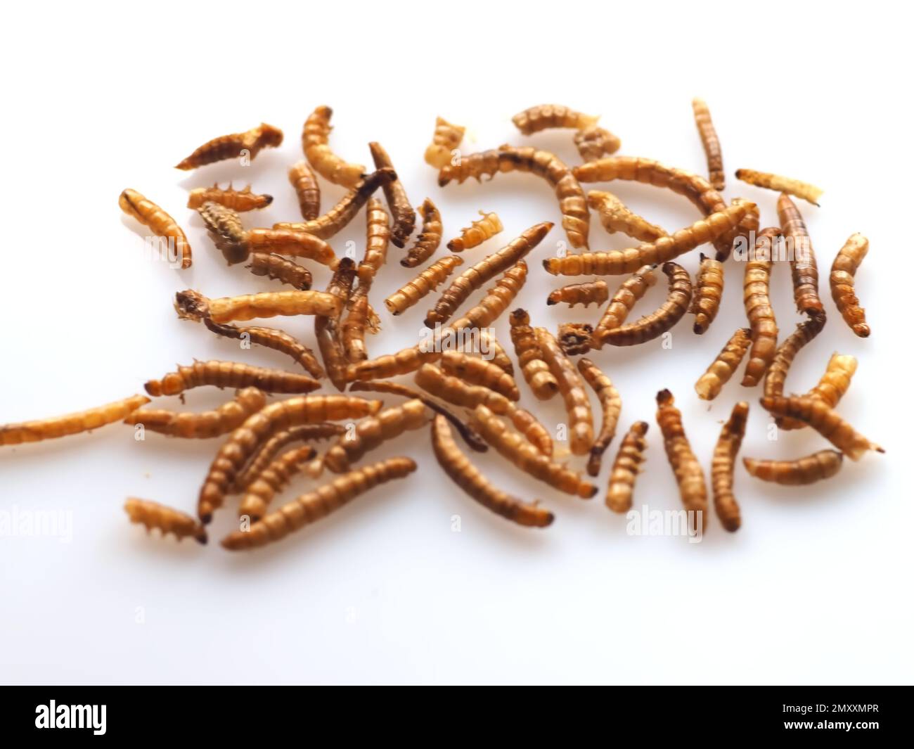 Mealworms approved as human food on white background Stock Photo Alamy
