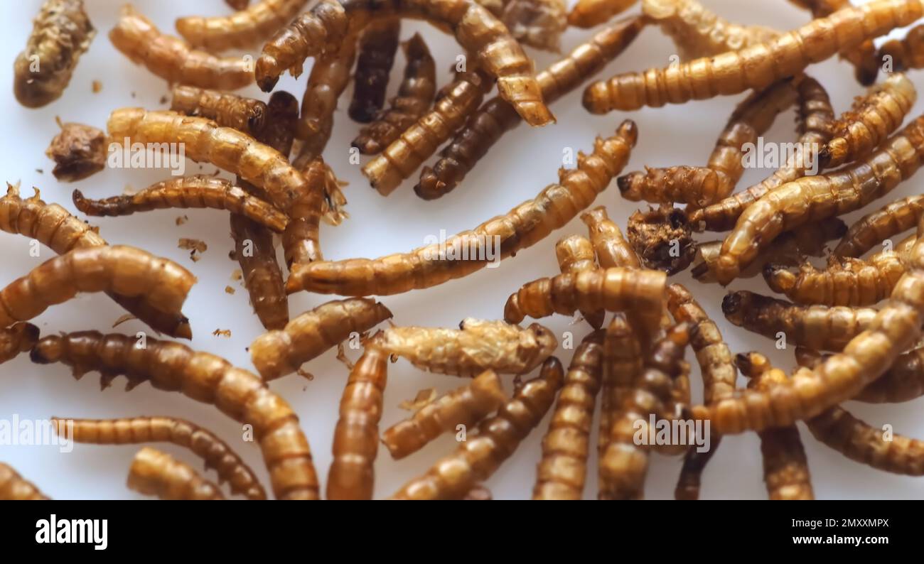 Mealworms approved as human food on white background Stock Photo Alamy