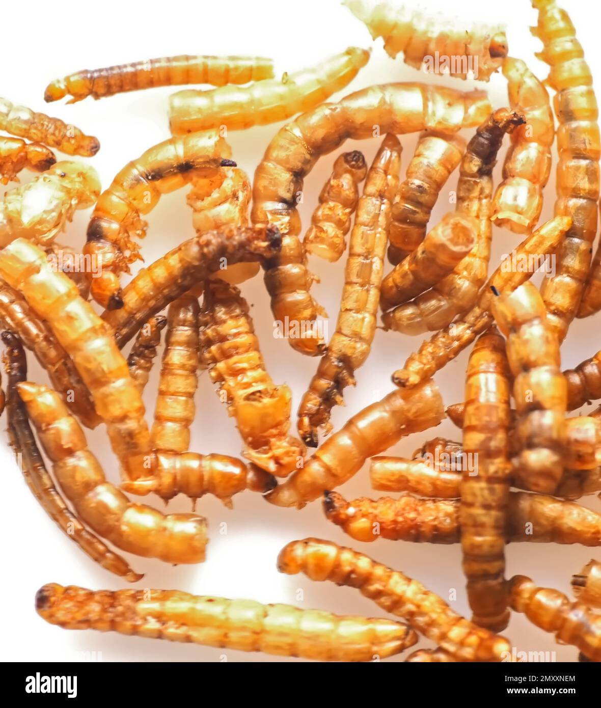 Mealworms approved as human food on white background Stock Photo Alamy