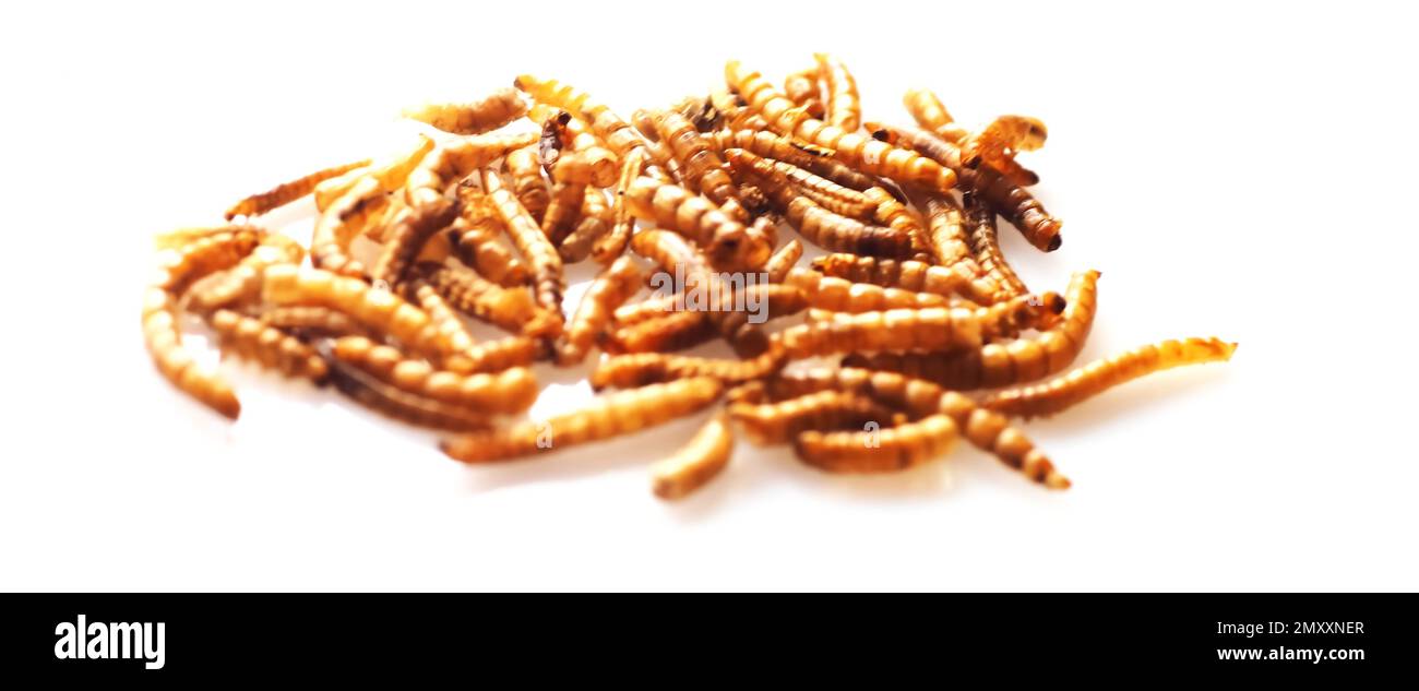 Mealworms approved as human food on white background Stock Photo Alamy