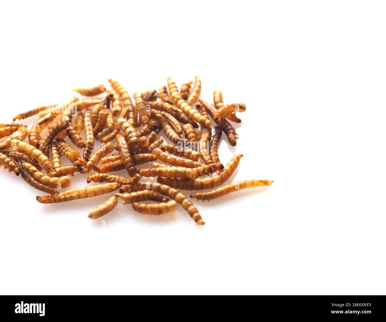 Mealworms approved as human food on white background Stock Photo Alamy