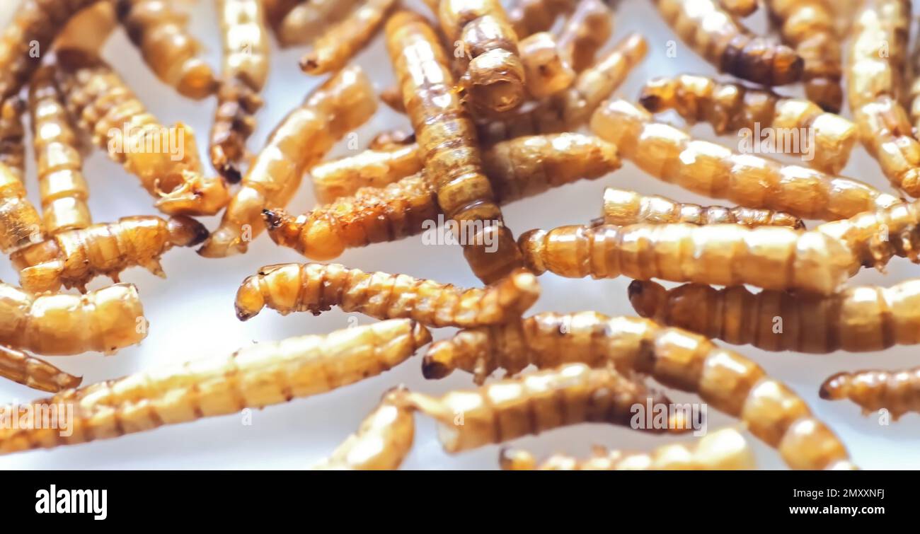 Mealworms approved as human food on white background Stock Photo Alamy