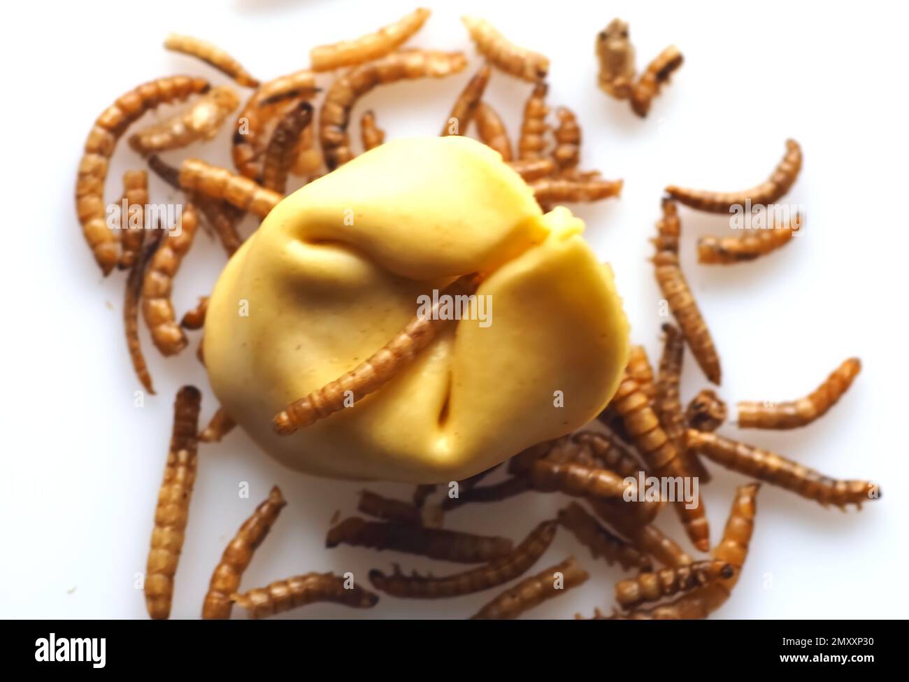 Mealworms approved as human food on white background Stock Photo Alamy