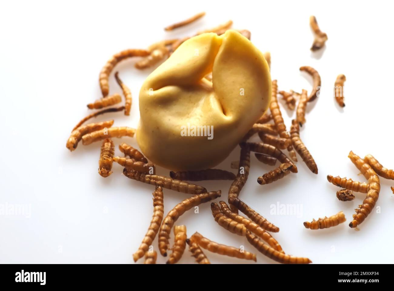 Mealworms approved as human food on white background Stock Photo Alamy