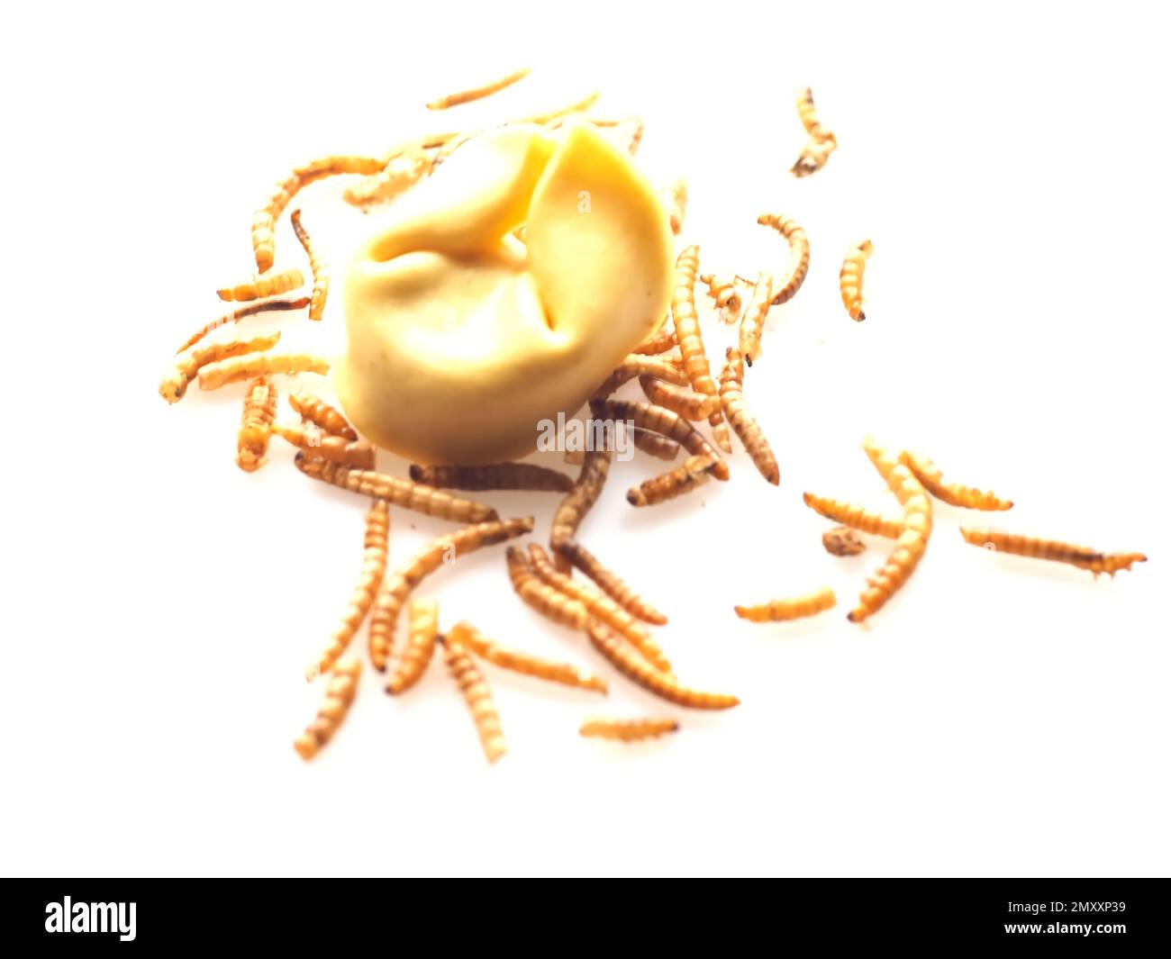 Mealworms approved as human food on white background Stock Photo Alamy