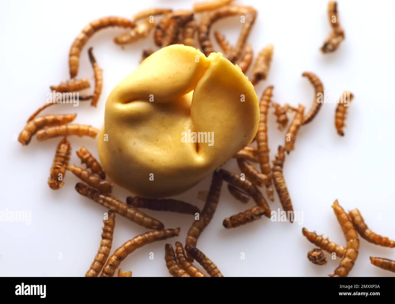 Mealworms approved as human food on white background Stock Photo Alamy