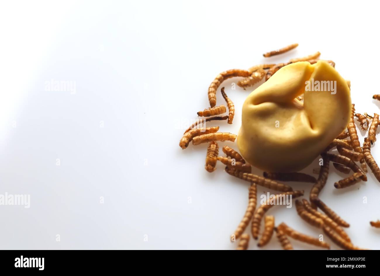 Mealworms approved as human food on white background Stock Photo Alamy