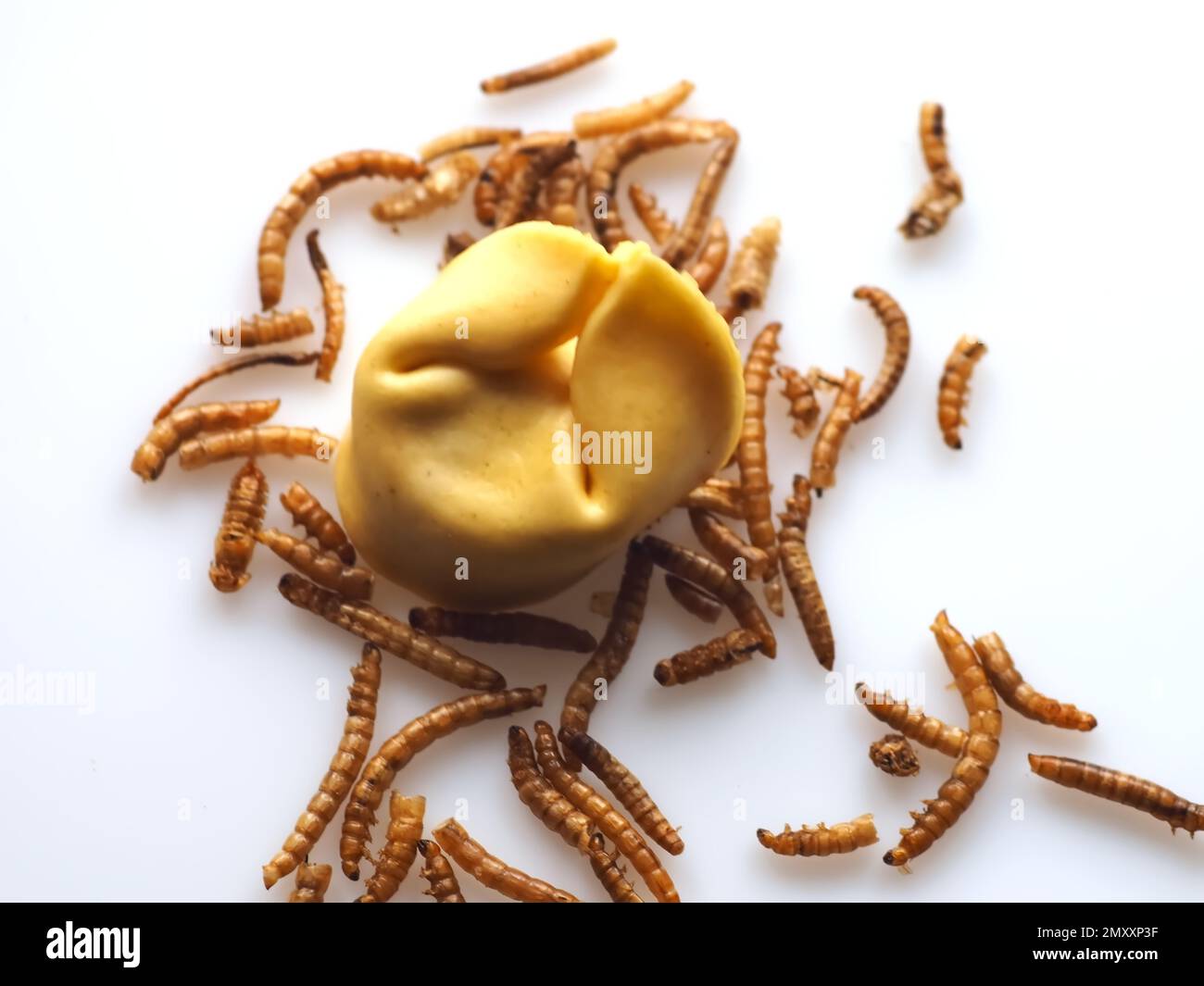 Mealworms approved as human food on white background Stock Photo Alamy
