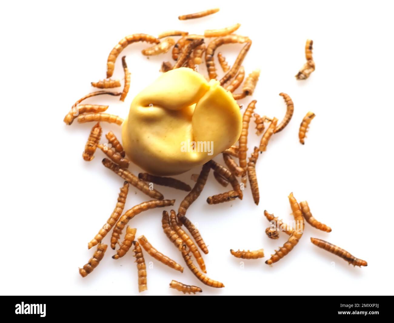 Mealworms approved as human food on white background Stock Photo Alamy