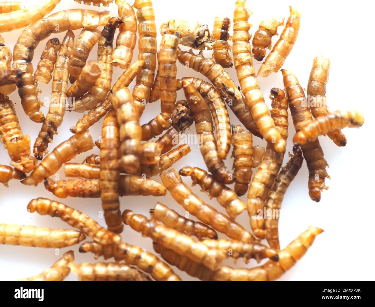 Mealworms approved as human food on white background Stock Photo Alamy