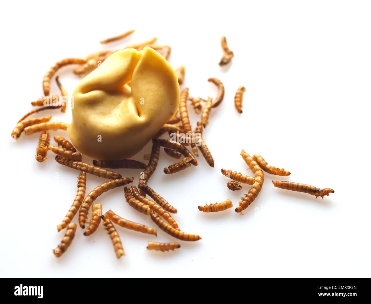 Mealworms approved as human food on white background Stock Photo Alamy