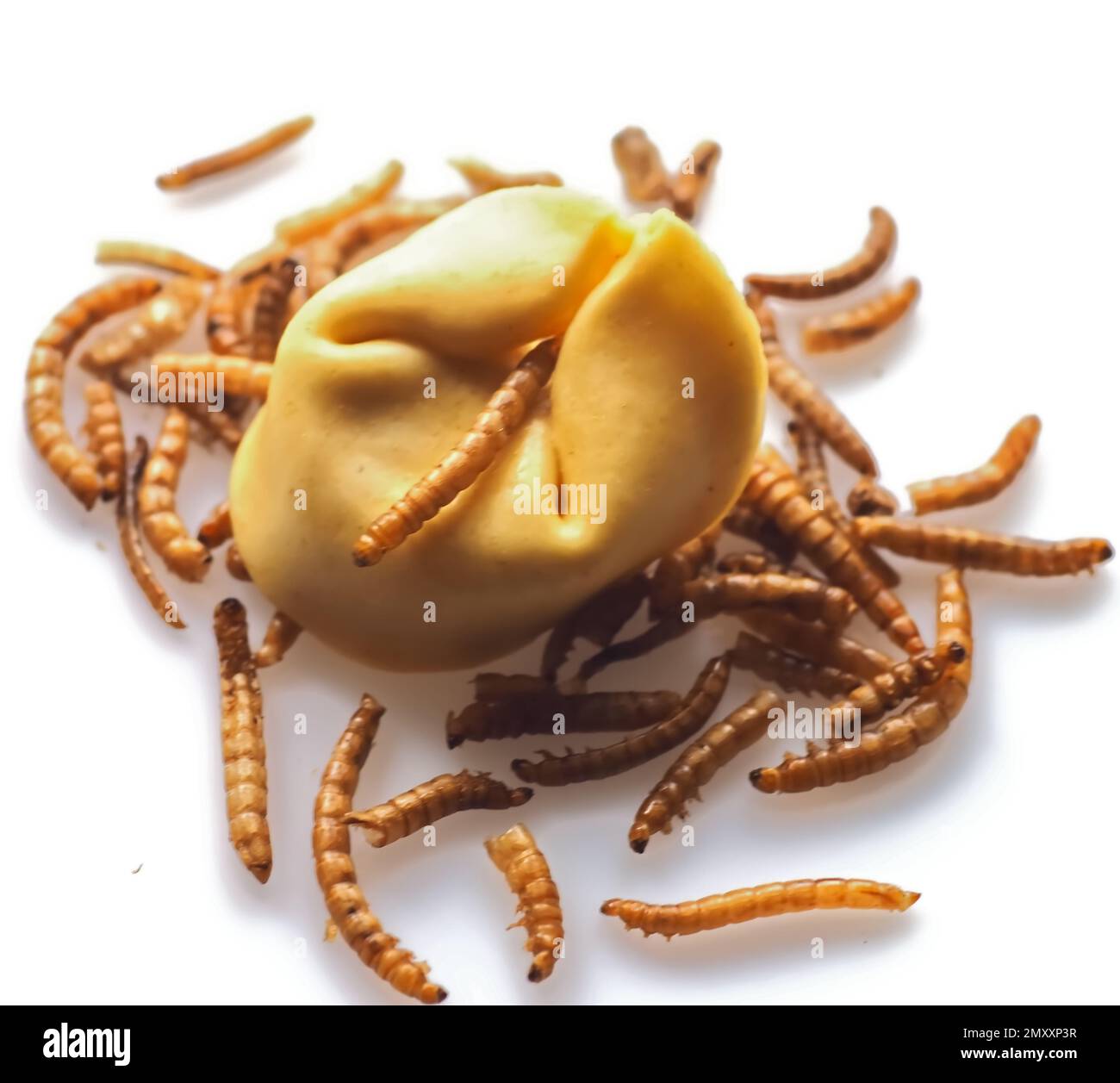 Mealworms approved as human food on white background Stock Photo Alamy