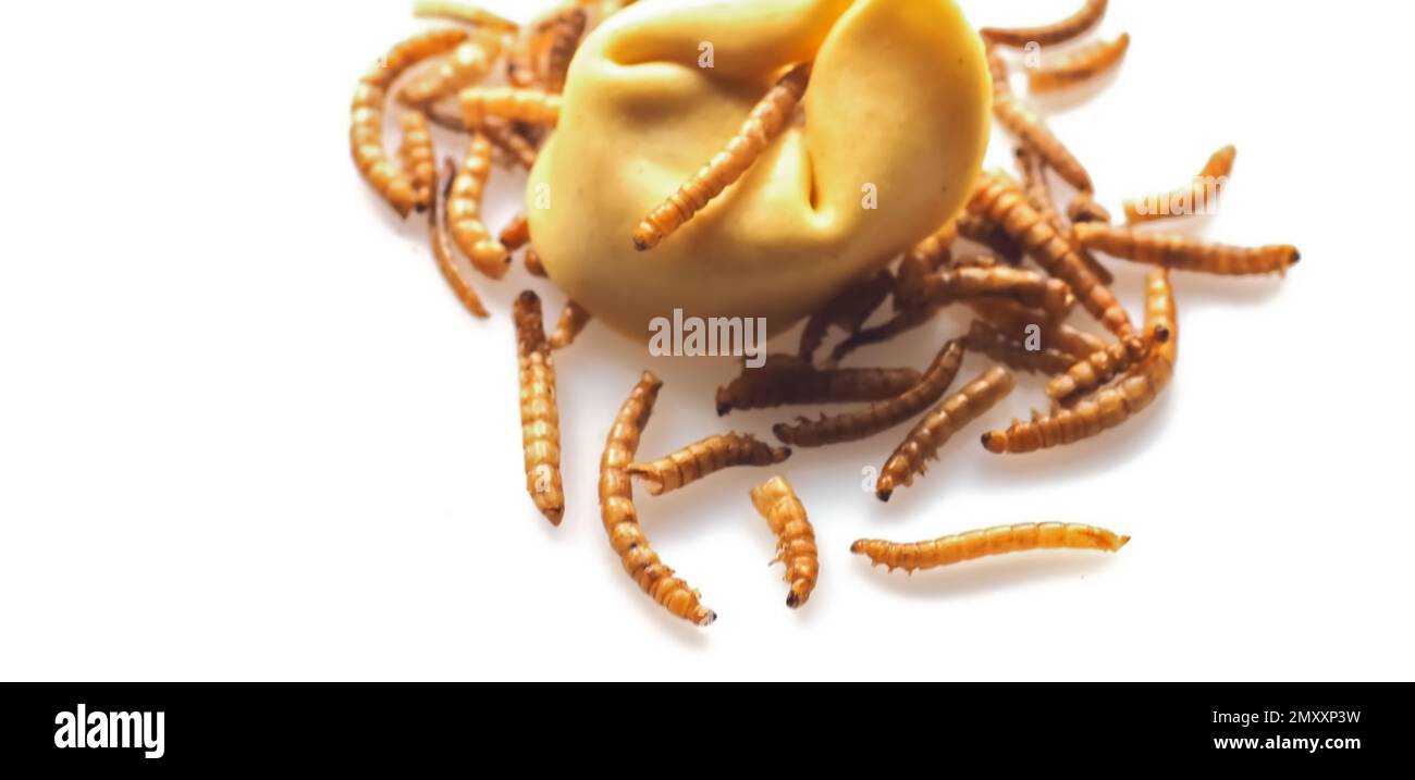 Mealworms approved as human food on white background Stock Photo Alamy