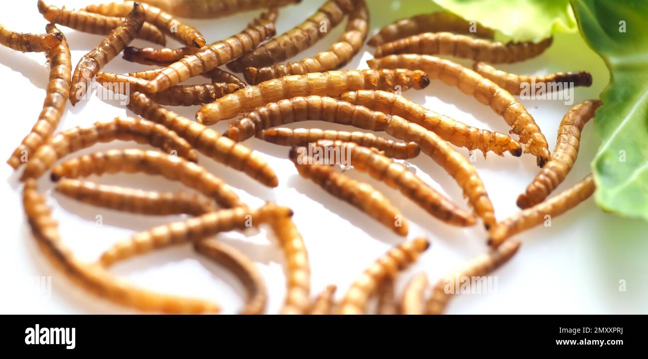 Mealworms approved as human food on white background Stock Photo Alamy