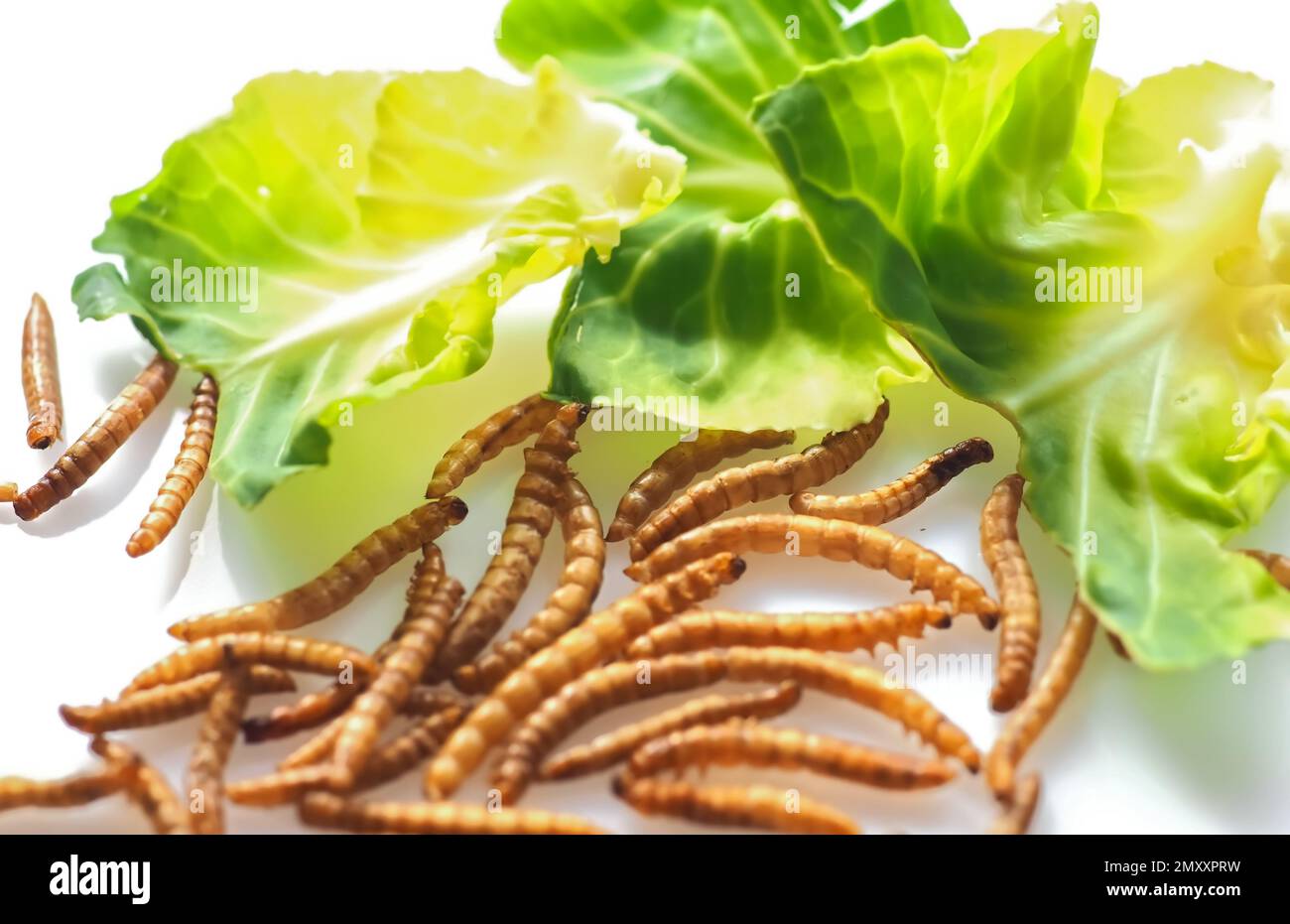 Mealworms approved as human food on white background Stock Photo Alamy