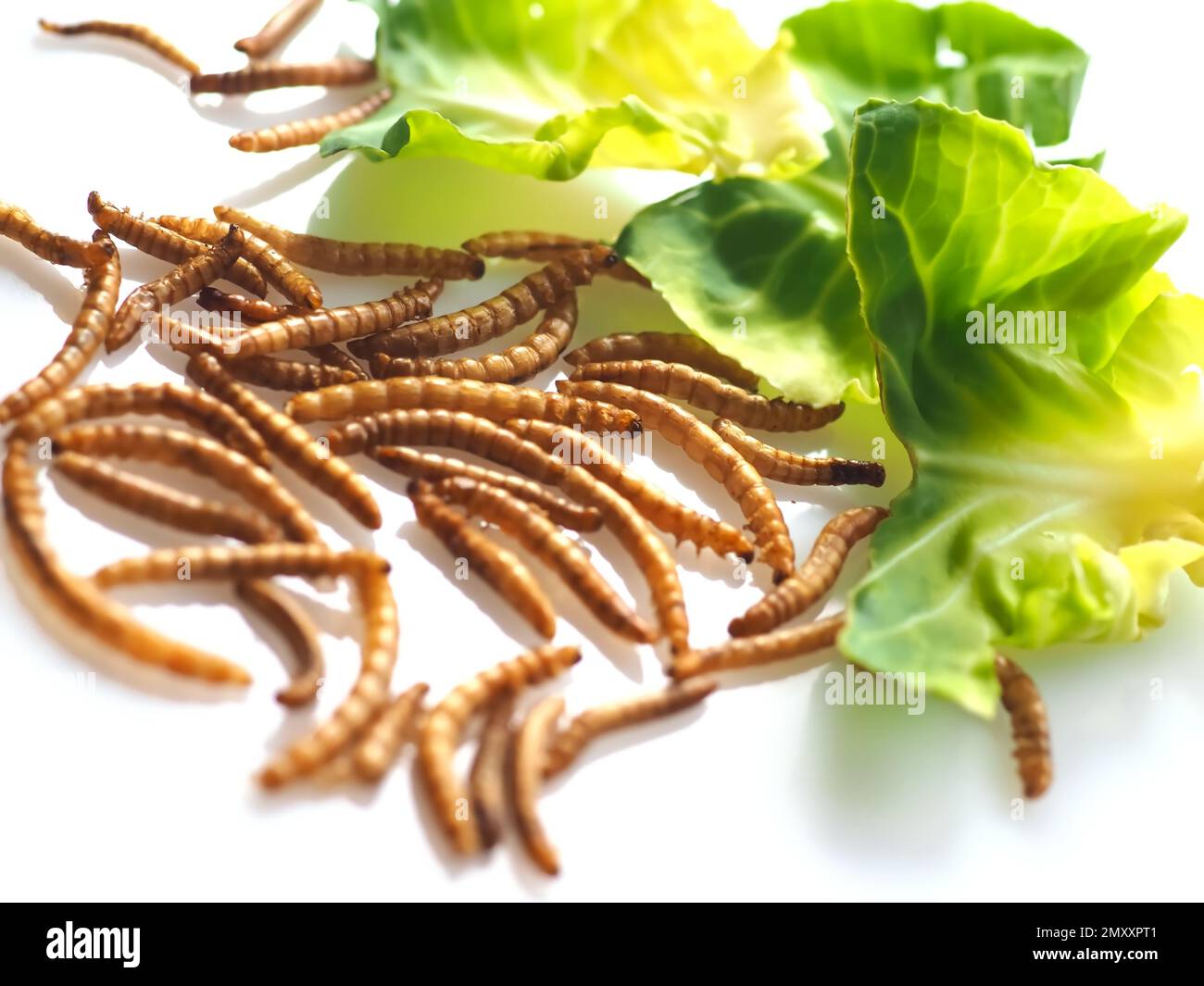 Mealworms approved as human food on white background Stock Photo Alamy