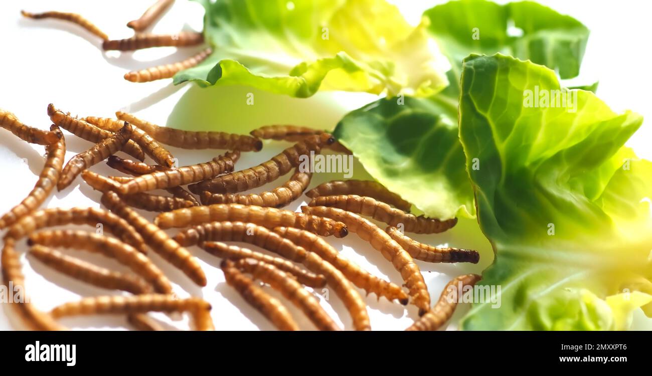 Mealworms approved as human food on white background Stock Photo Alamy