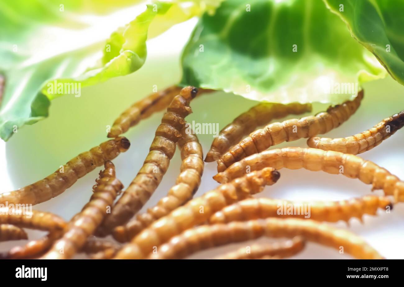 Mealworms approved as human food on white background Stock Photo - Alamy