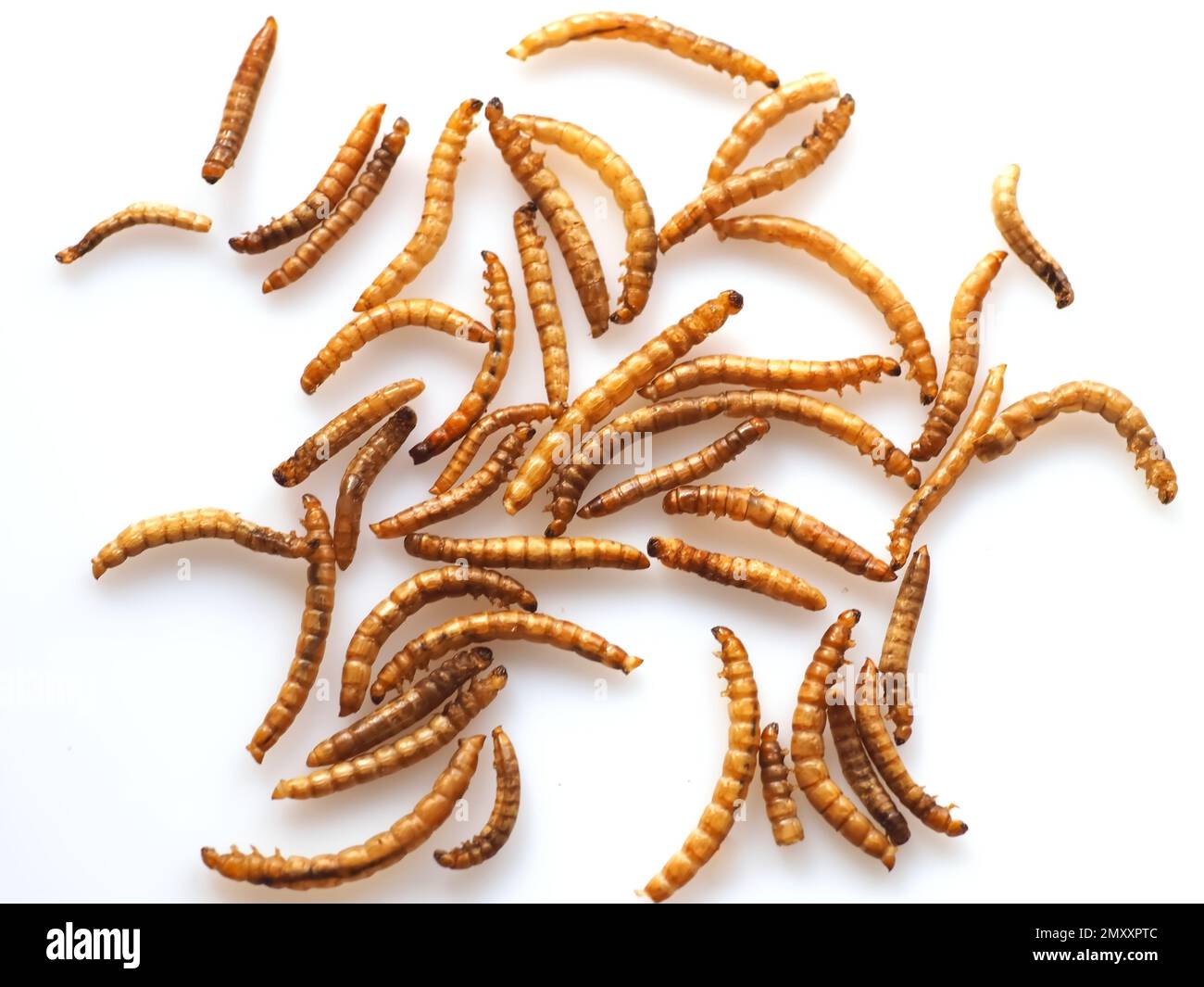 Mealworms approved as human food on white background Stock Photo - Alamy