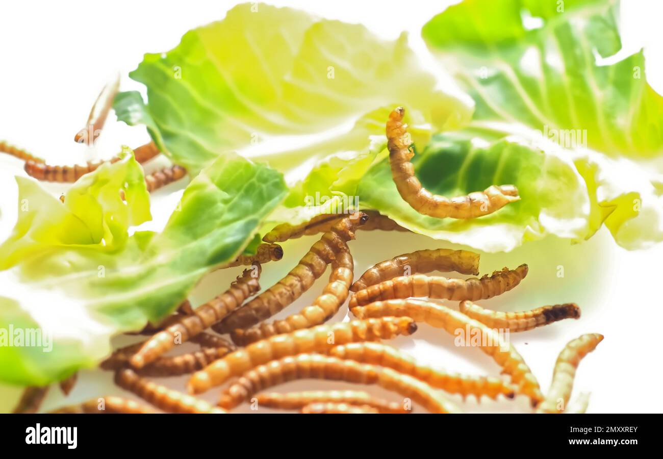 Mealworms approved as human food on white background Stock Photo Alamy