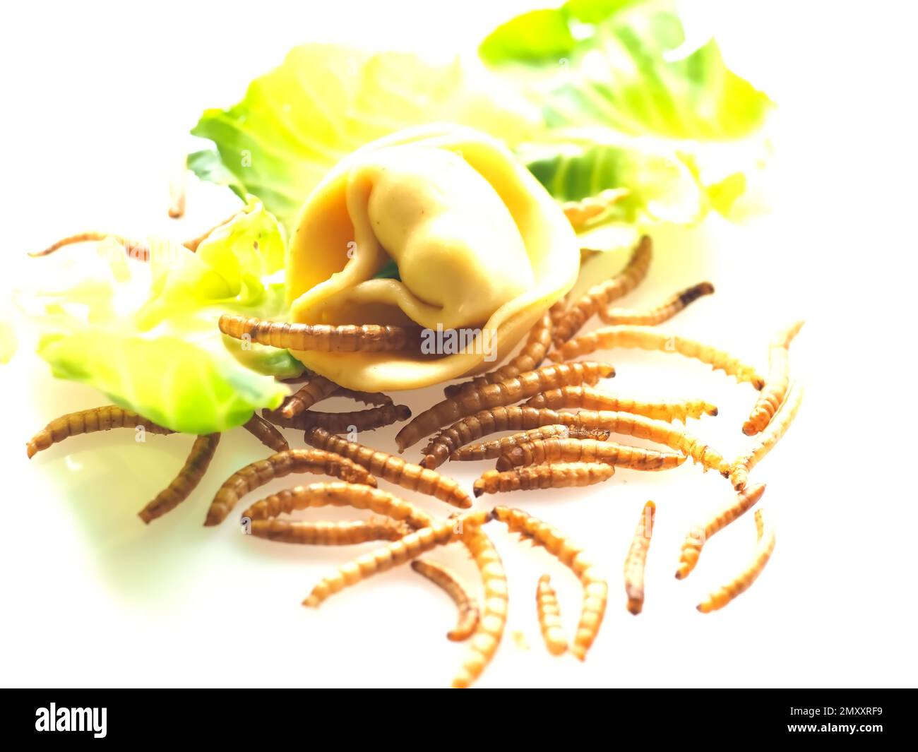 Mealworms approved as human food on white background Stock Photo Alamy