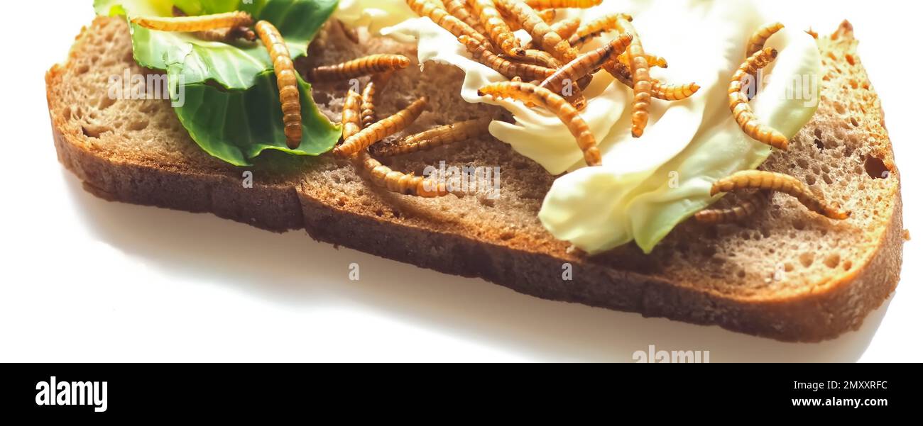 Mealworms approved as human food on white background Stock Photo Alamy