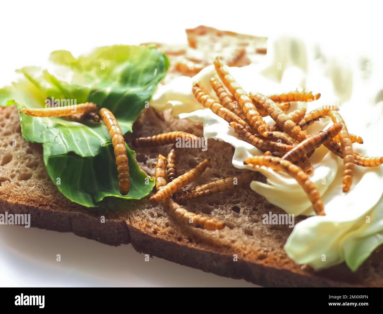 Mealworms approved as human food on white background Stock Photo Alamy