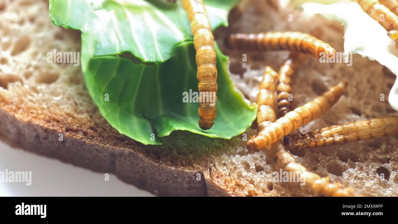Mealworms approved as human food on white background Stock Photo Alamy