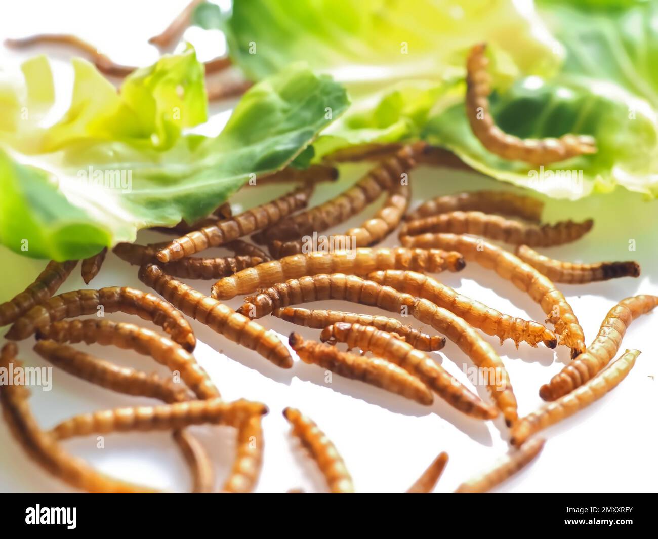 Mealworms approved as human food on white background Stock Photo Alamy