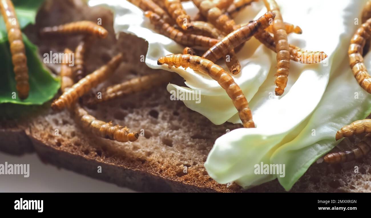 Mealworms approved as human food on white background Stock Photo Alamy
