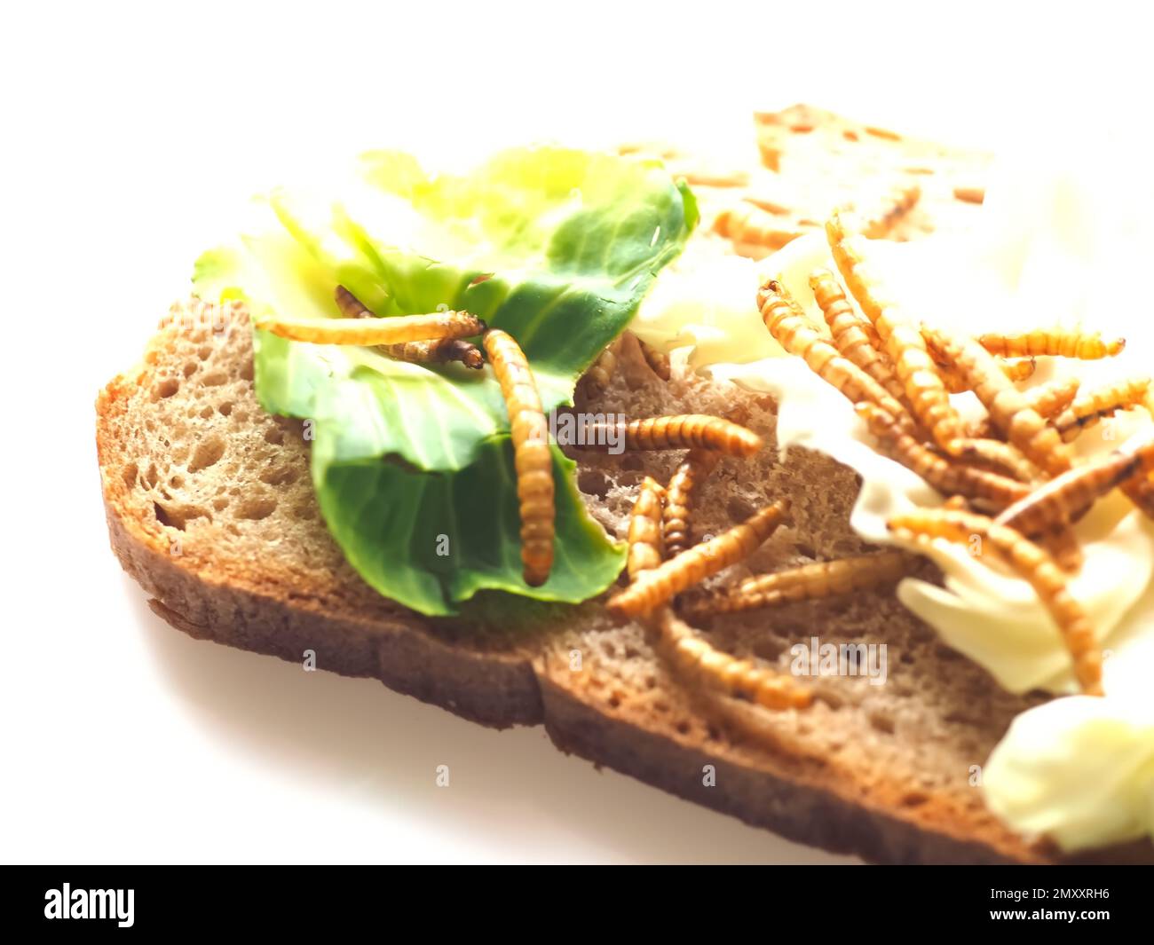 Mealworms approved as human food on white background Stock Photo Alamy