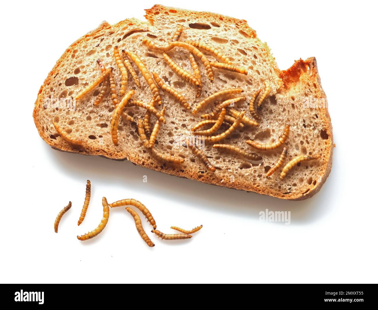 Mealworms approved as human food on white background Stock Photo Alamy