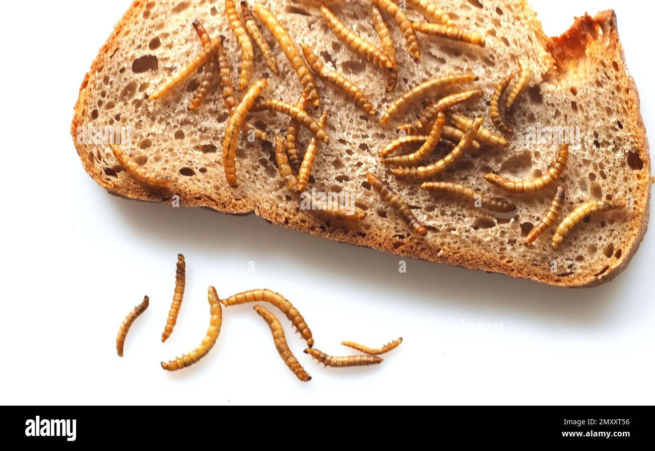 Mealworms approved as human food on white background Stock Photo Alamy