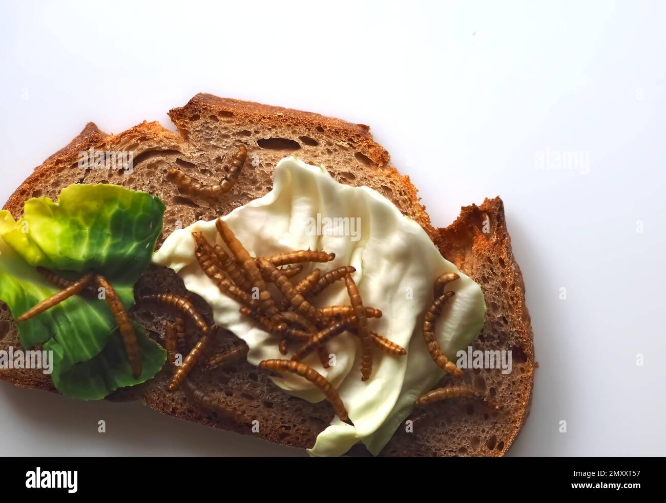 Mealworms approved as human food on white background Stock Photo Alamy