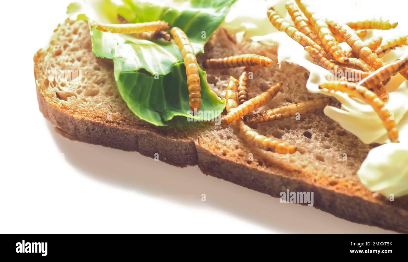 Mealworms approved as human food on white background Stock Photo Alamy